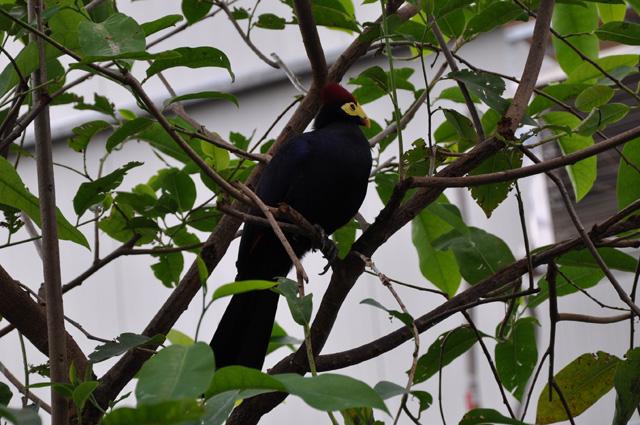 min 2013 07 06 beauval 086